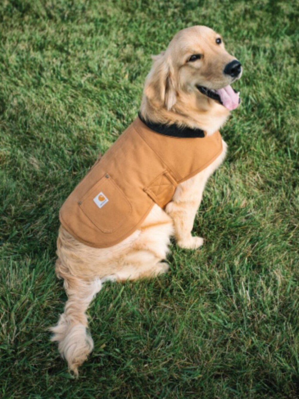 Carhartt Brown Dog Chore Duck Canvas Jacket sz L